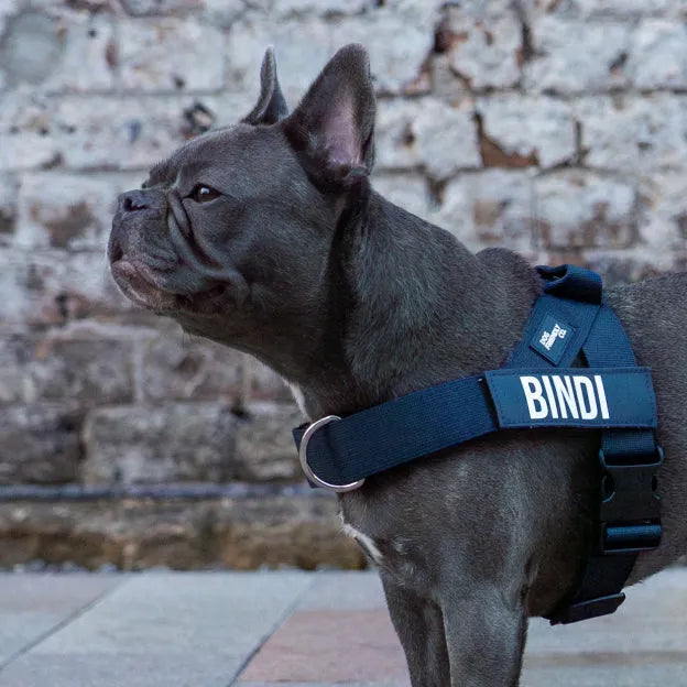 dogfriendlyco.it.com