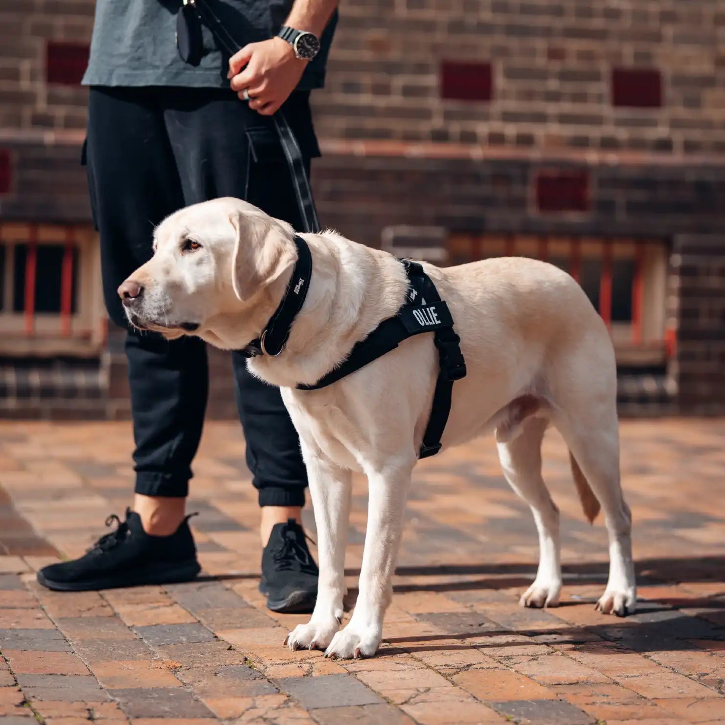 dogfriendlyco.it.com