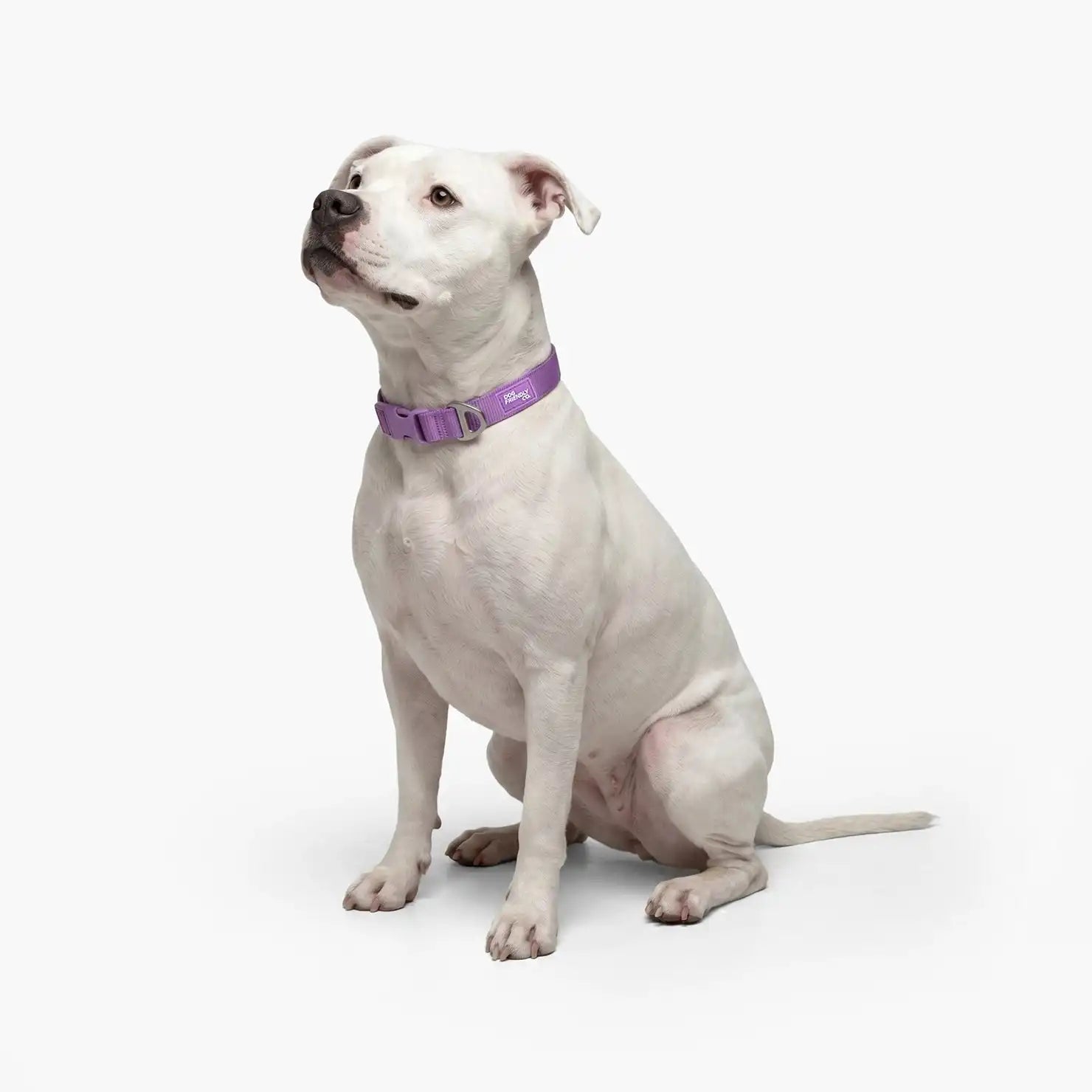 dogfriendlyco.it.com