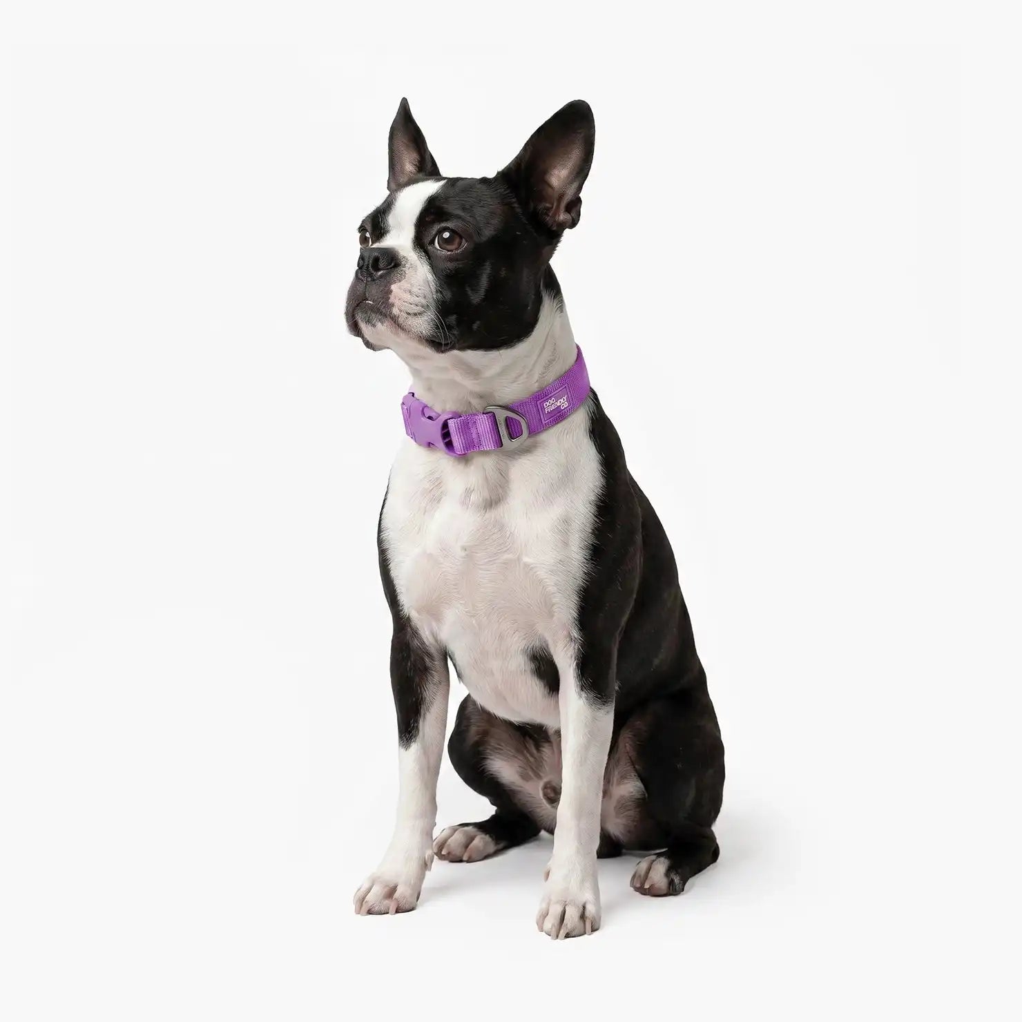 dogfriendlyco.it.com