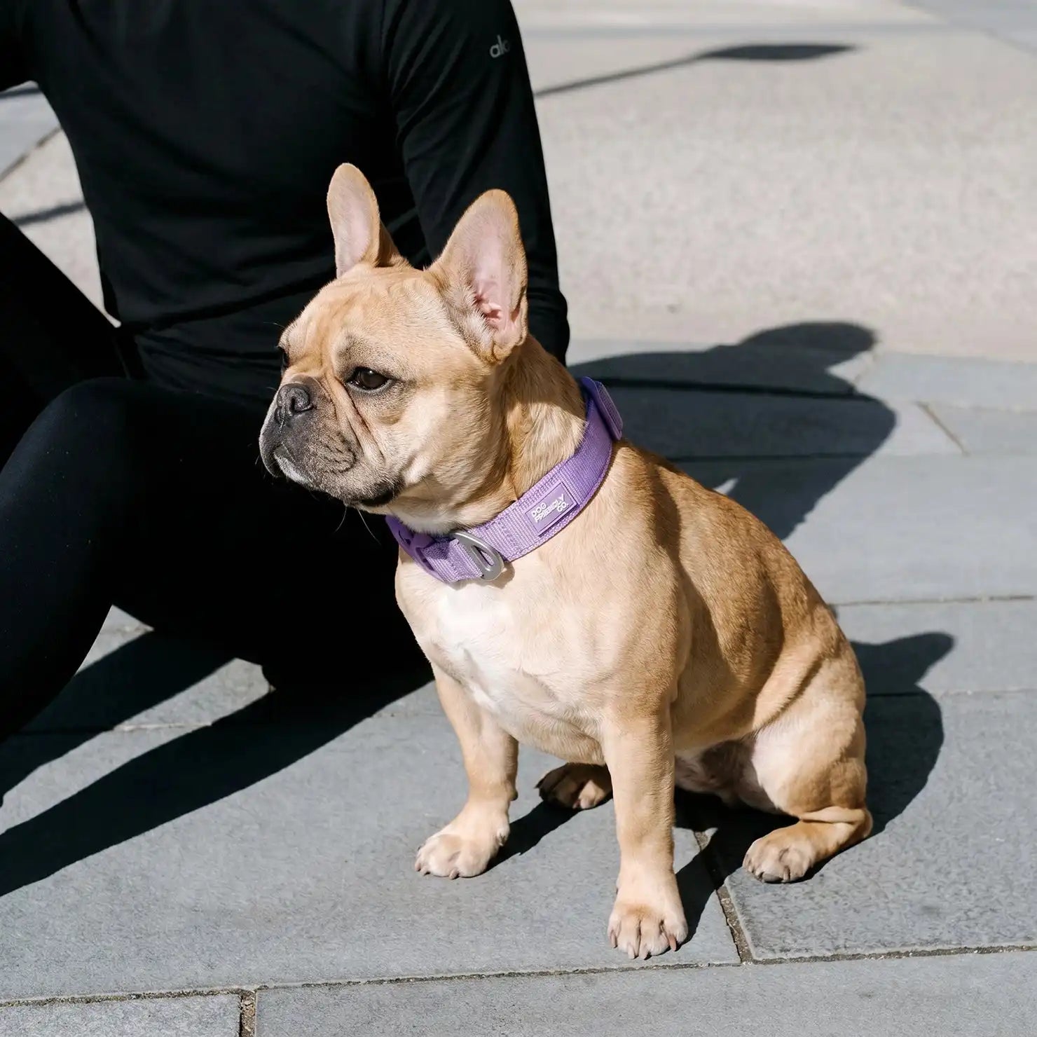 dogfriendlyco.it.com