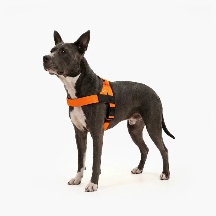 dogfriendlyco.it.com