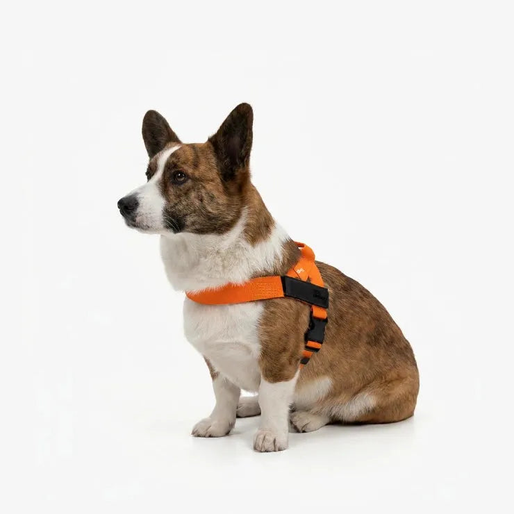 dogfriendlyco.it.com
