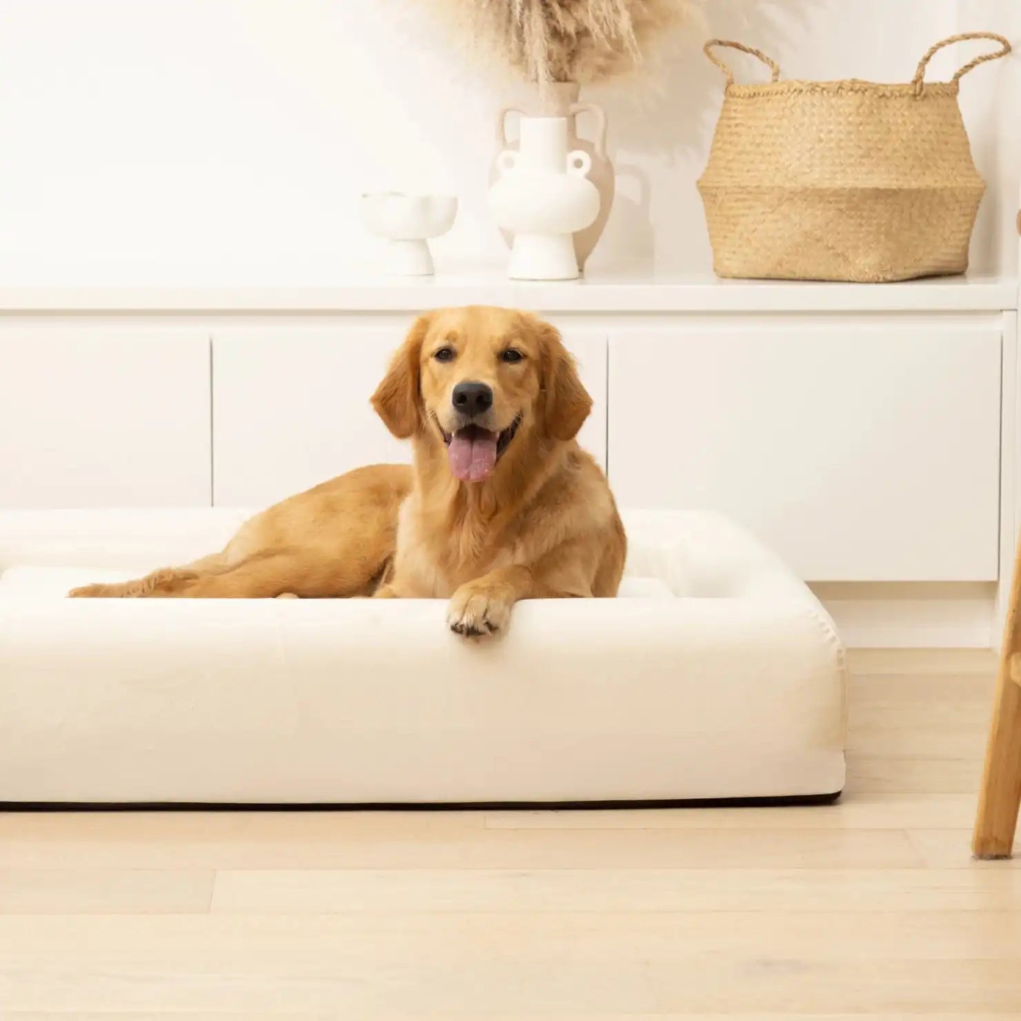 dogfriendlyco.it.com