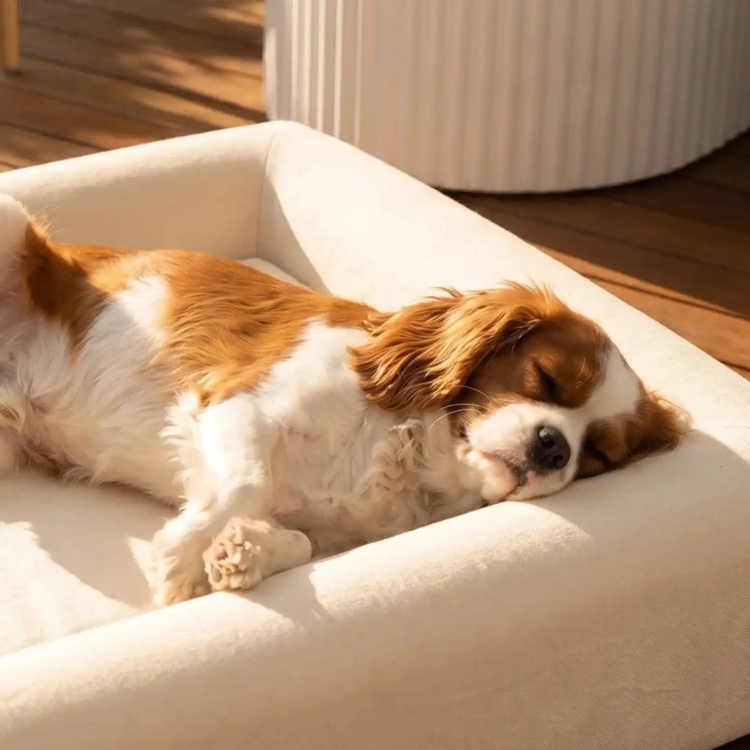 dogfriendlyco.it.com