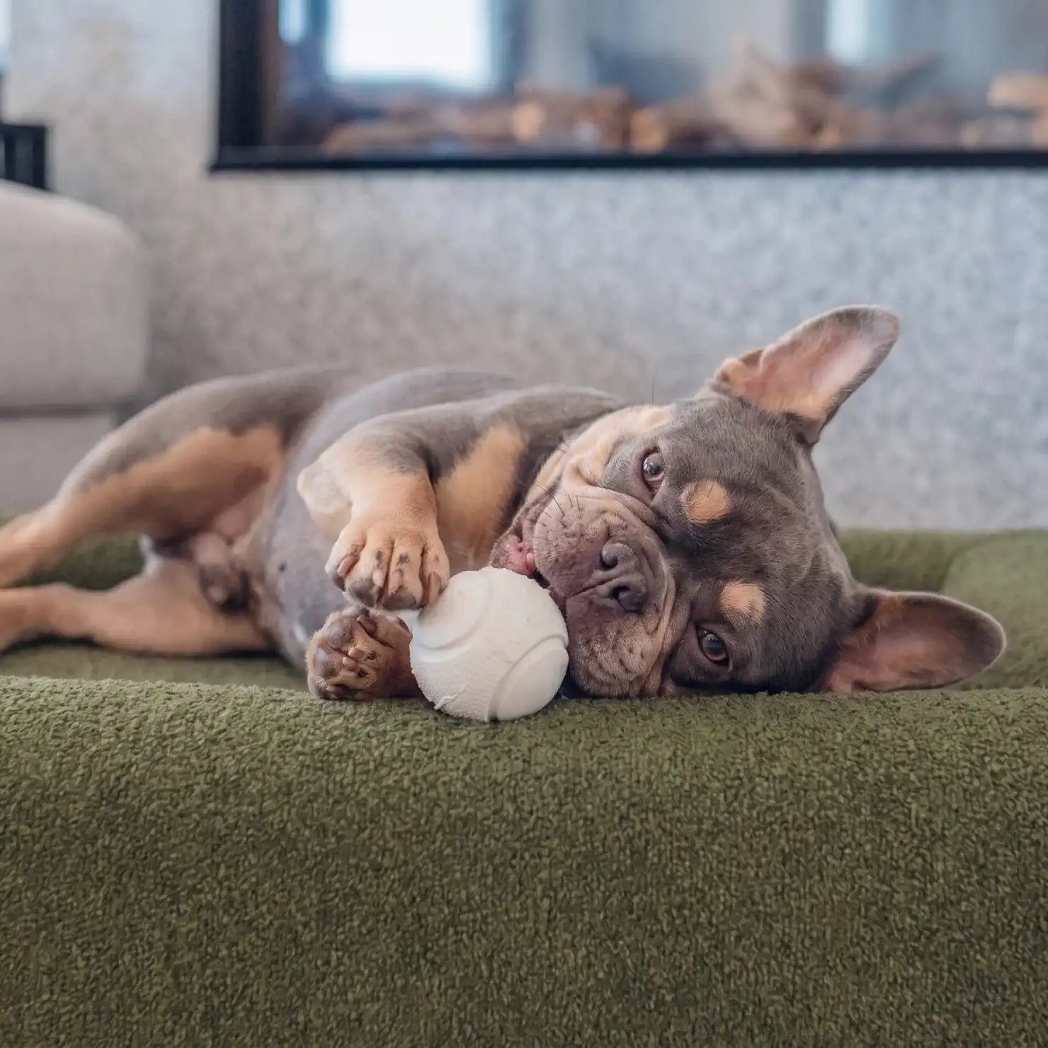 dogfriendlyco.it.com
