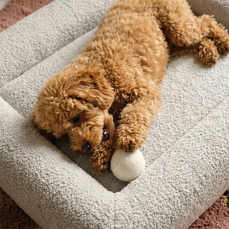 dogfriendlyco.it.com