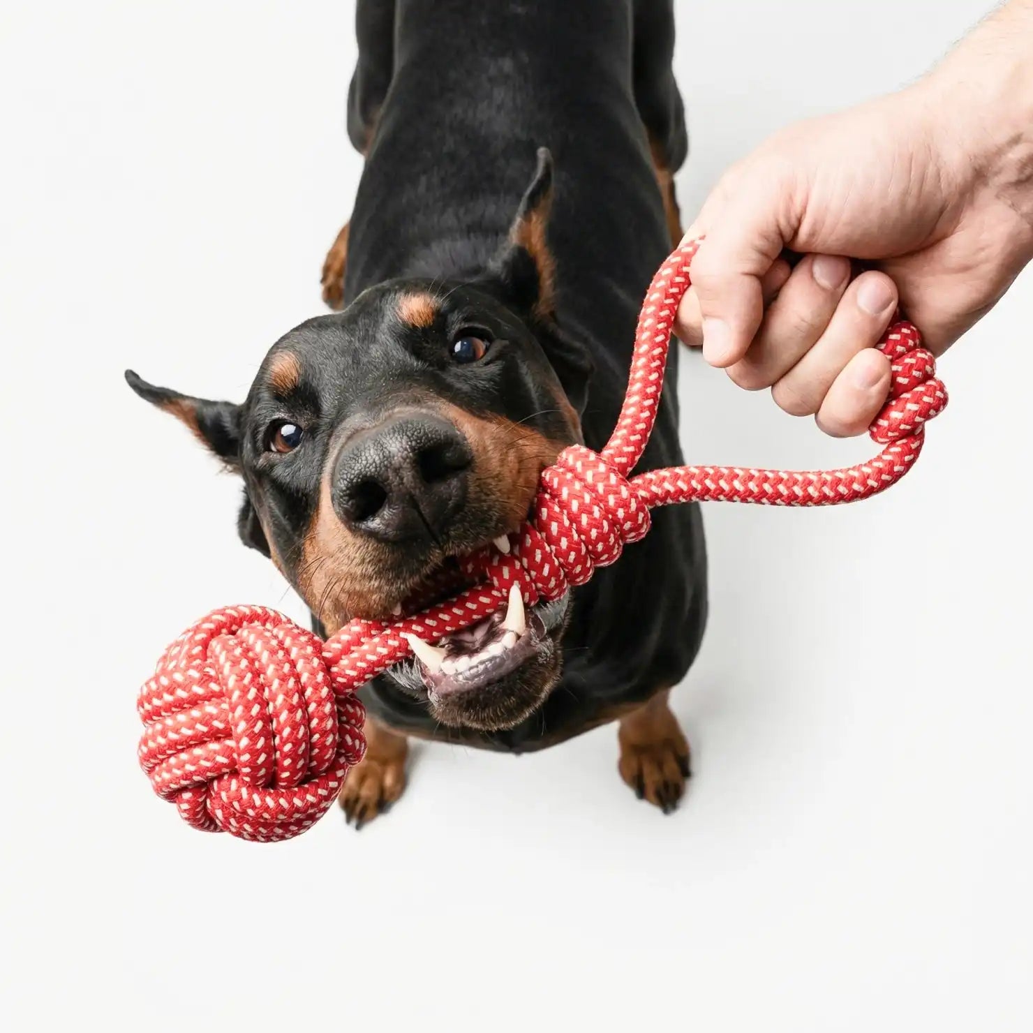 dogfriendlyco.it.com