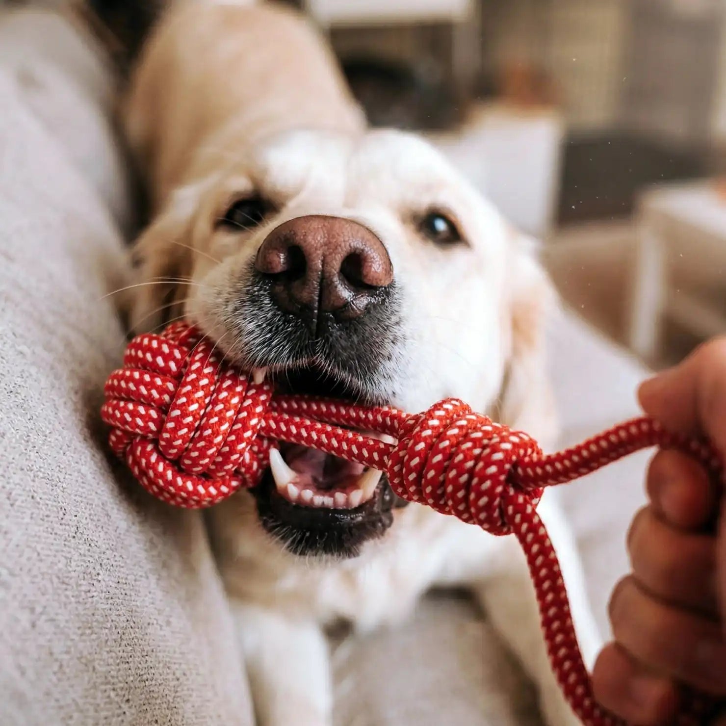 dogfriendlyco.it.com