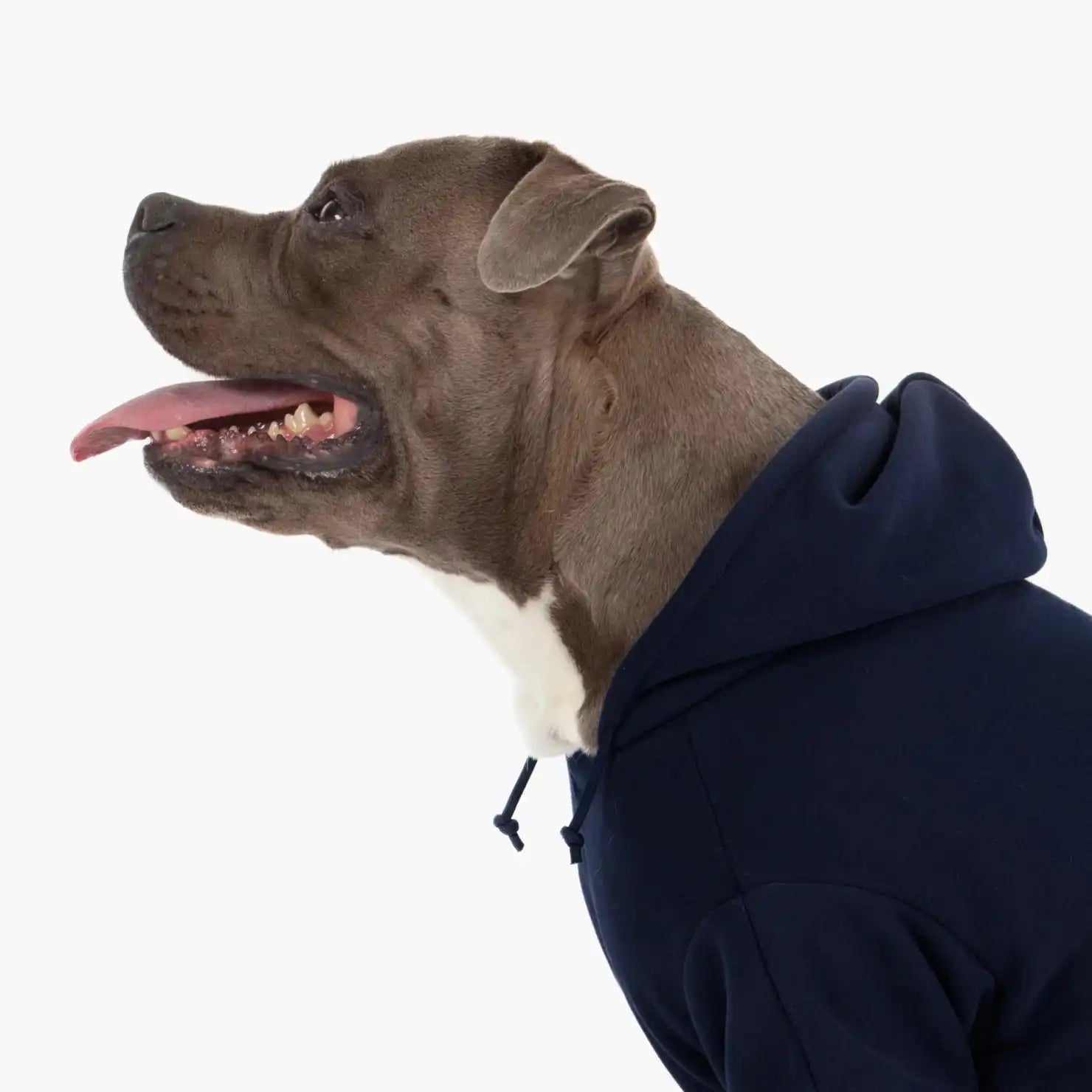 dogfriendlyco.it.com