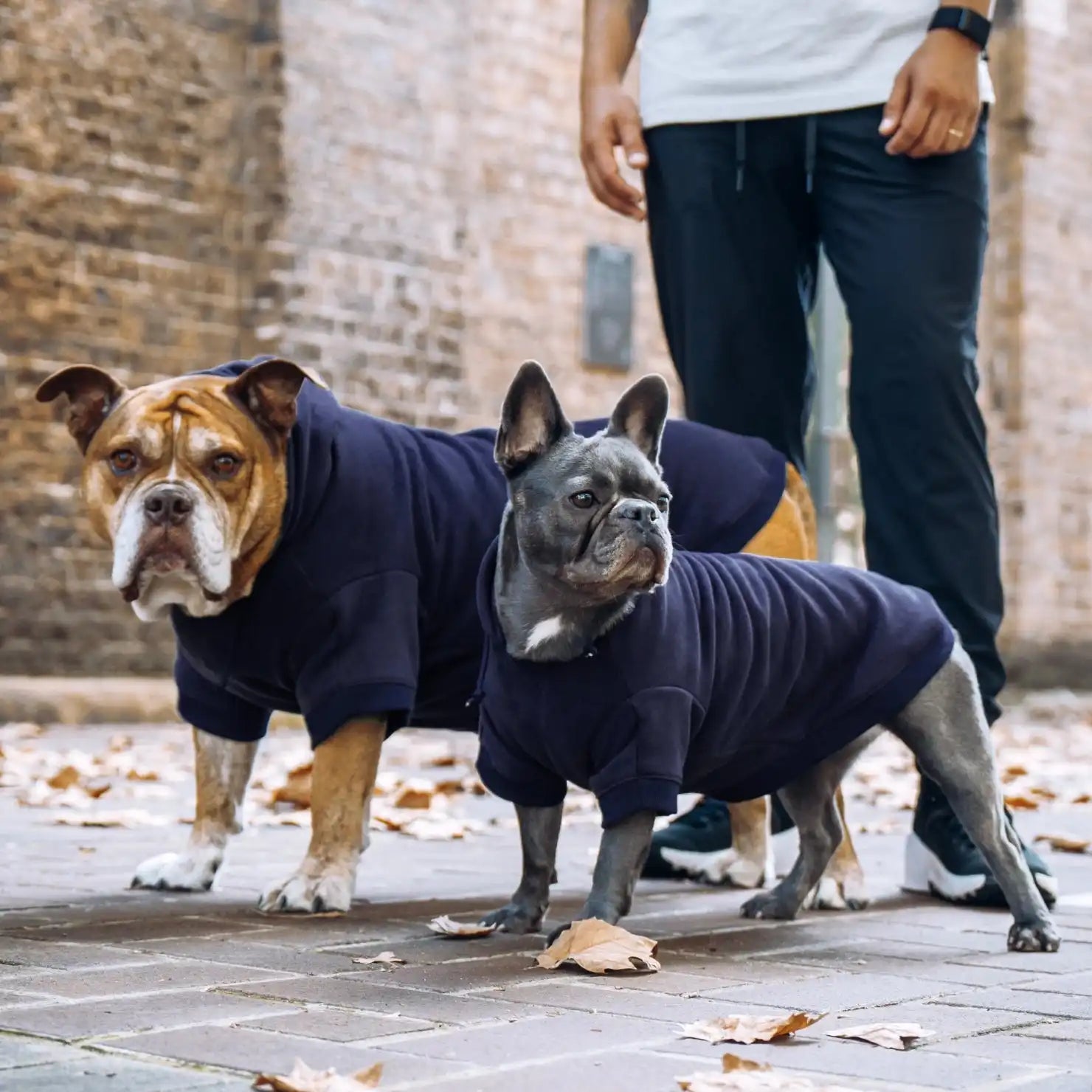 dogfriendlyco.it.com