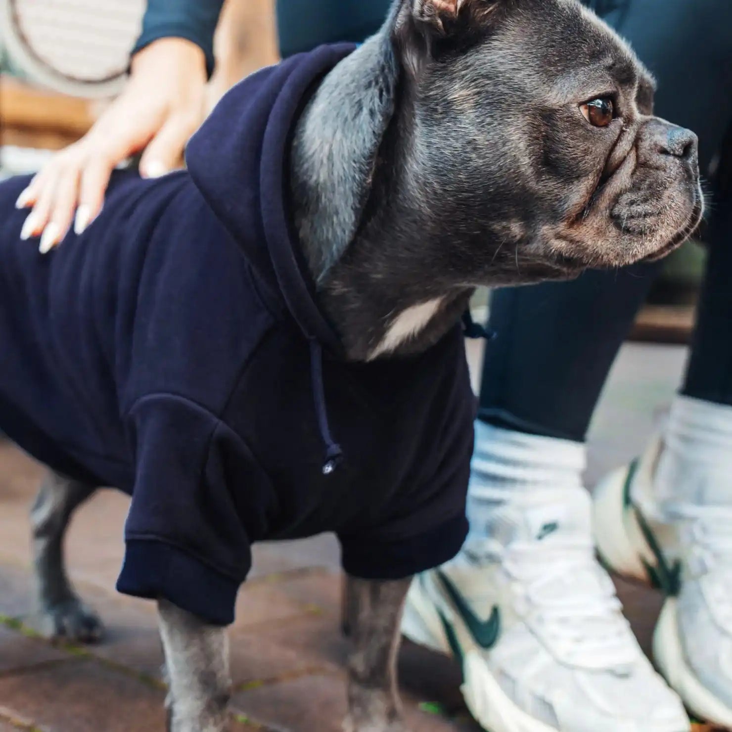 dogfriendlyco.it.com