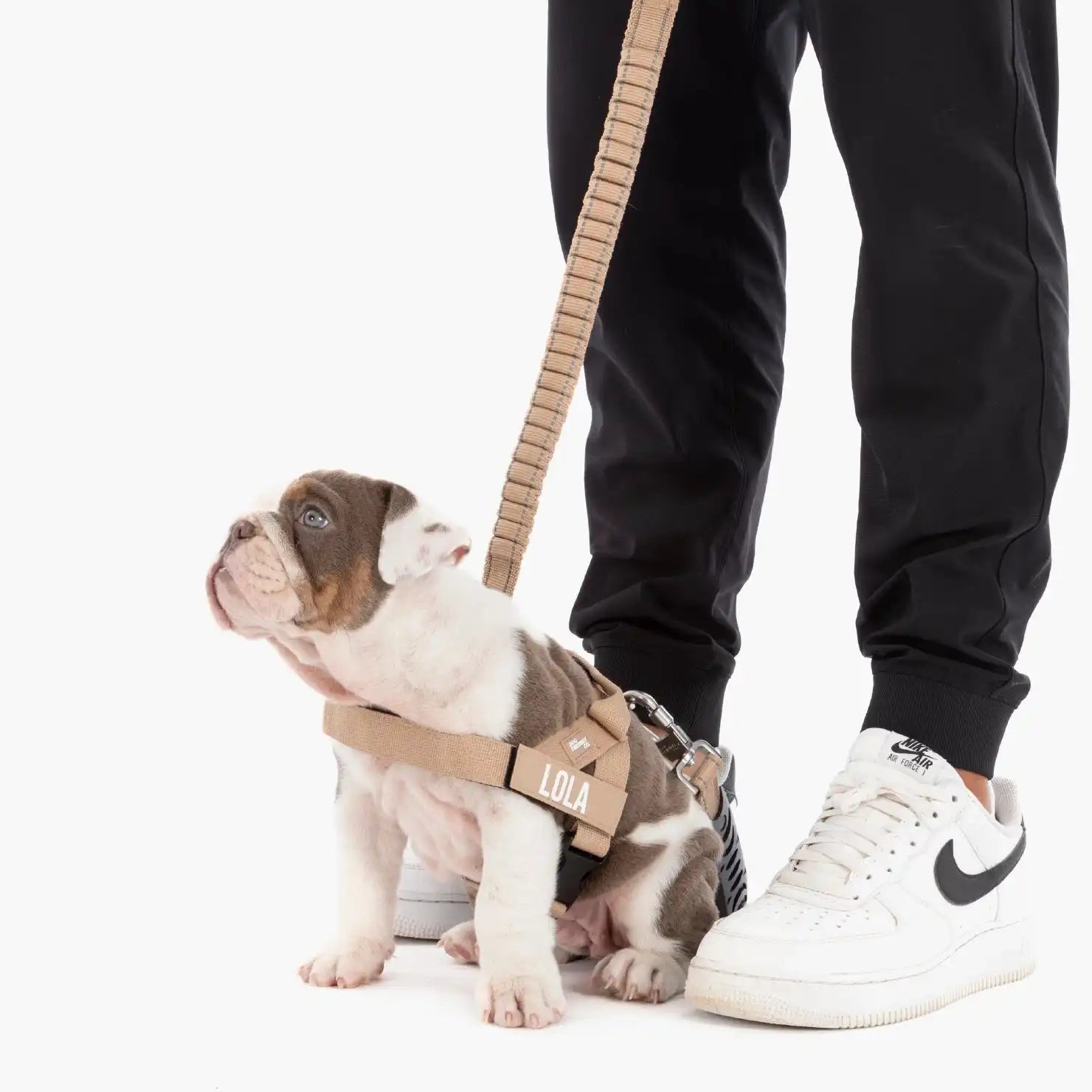 dogfriendlyco.it.com