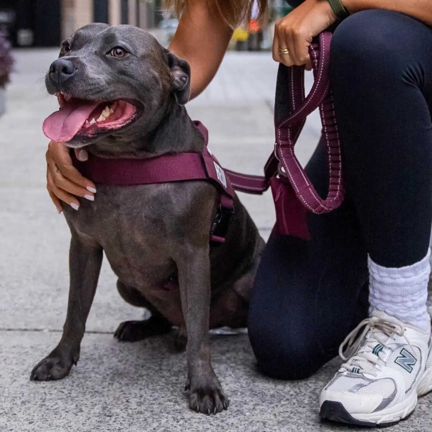 dogfriendlyco.it.com